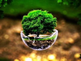 International Mother Earth Day